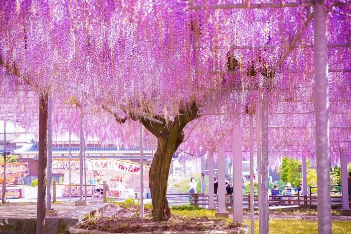 Cây hoa tử đằng 300 tuổi ở Nhật Bản