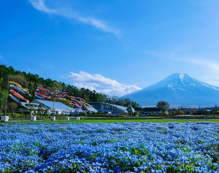 Ngắm hoa Mắt biếc Nemophila dưới chân núi Phú Sĩ