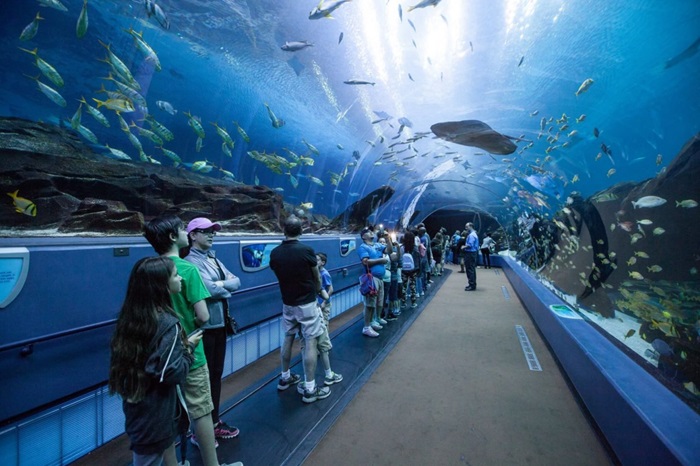 Khám phá thủy cung Georgia Aquarium lớn nhất thế giới