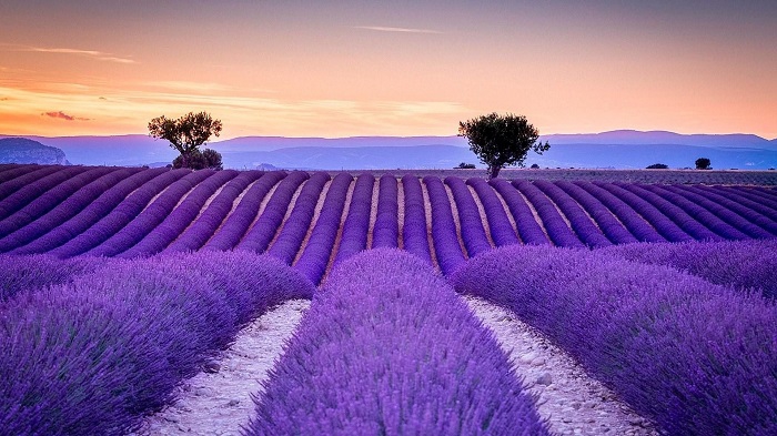 Một vùng tím thơ mộng ở cánh đồng hoa Lavender Valensole nước Pháp 