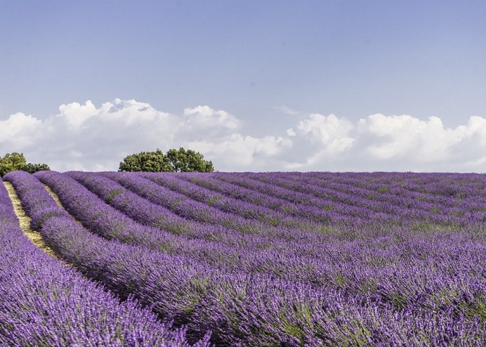 Một vùng tím thơ mộng ở cánh đồng hoa Lavender Valensole nước Pháp 