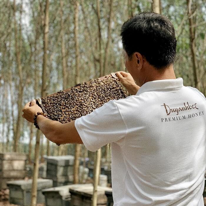 Phát triển nghề nuôi ong kết hợp bảo vệ môi trường