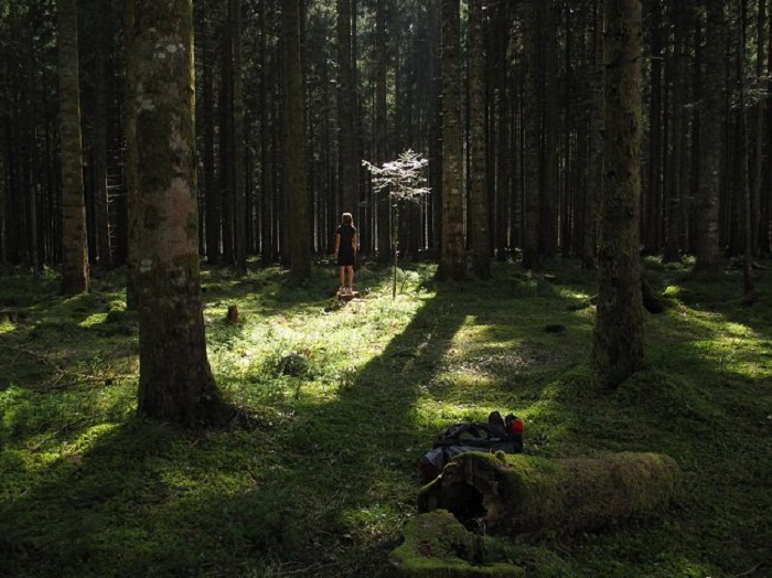 Vẻ đẹp huyền bí từ Khu rừng đen ở Đức
